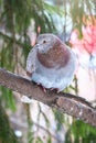 The fat pigeon is importantly sitting on a branch