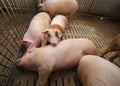 Fat pigs in a sty on a farm Royalty Free Stock Photo