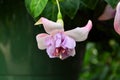 Fat pink fuchsia bloom hanging down in garden