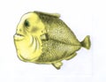 Fat piranha fish (color)