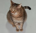 The fat, plump tabby cat Barsik is jokingly called Begimot.