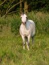 Fat Pony In Paddock