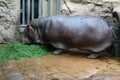 Fat porky hippopotamus eating some greens in its enclosure in the zoo . Hippo in profile . Hippopotamus amphibius .