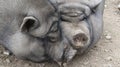 Fat pot-bellied pigs and agri-tourism for kids