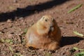 Fat Prairie Dog Snacking on Some Food