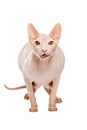 Fat predator Sphynx hairless cat posing on a white background Royalty Free Stock Photo