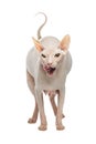 Fat pregnant Sphynx hairless cat licked on a white background