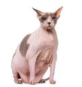 Fat and pregnant Sphynx isolated on white Royalty Free Stock Photo