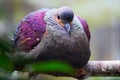 Fat puffed up crested quail-dove sitting on a branch Royalty Free Stock Photo