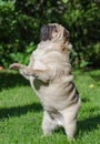 Fat pug dog Royalty Free Stock Photo