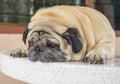 Fat pug dog laying on the table. Royalty Free Stock Photo