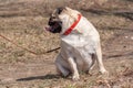 A fat pug dog is sitting on the ground with his head turned.