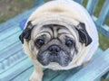 Fat pug dog. Royalty Free Stock Photo