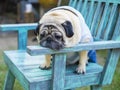 Fat pug dog. Royalty Free Stock Photo