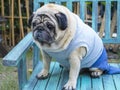 Fat pug dog. Royalty Free Stock Photo