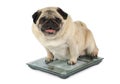 Fat Pug dog weighting on floor scales Royalty Free Stock Photo