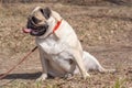 Fat Pug with his tongue sticking out is sitting on the ass on the grass.