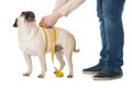 Pug is measured and sitting on a libra