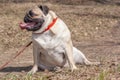 Fat Pug is sitting in the forest in a funny pose. Royalty Free Stock Photo