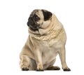 Fat pug sitting in front of white background Royalty Free Stock Photo