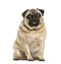 Fat pug sitting in front of white background Royalty Free Stock Photo