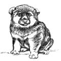 Fat puppy funny, drawing of a dog on a white background