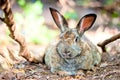 Fat rabbit is resting on the ground in the shade of trees Royalty Free Stock Photo