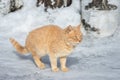 Beautiful ginger cat on snow background