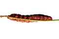 Fat Red Caterpillar Royalty Free Stock Photo
