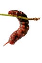 Fat Red Caterpillar - Climbing Royalty Free Stock Photo