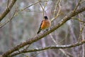 Fat Robin Sits on Lilac Tree Branch 03 Royalty Free Stock Photo