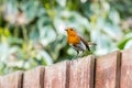 Fat Robin on fence . Royalty Free Stock Photo