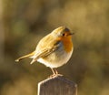 Fat Robin on Gate Post Royalty Free Stock Photo