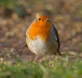 Fat Robin on grass floor Royalty Free Stock Photo