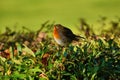 Fat robin in a hedgerow Royalty Free Stock Photo