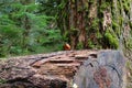 Cheery Robin perched on huge log in Cathedral Grove Royalty Free Stock Photo