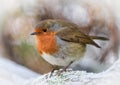 Fat robin in the snow in January Royalty Free Stock Photo