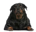 Fat Rottweiler, 3 years old, lying in front of