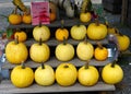 Fat Round Yellow Pumpkins