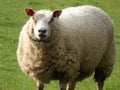 Fat sheep on farmland Royalty Free Stock Photo