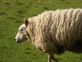 Fat sheep on farmland Royalty Free Stock Photo