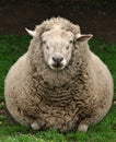 Fat sheep symmetrical face on Royalty Free Stock Photo