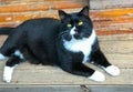 A fat sheriff`s cat rests in the sun