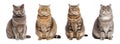 Fat sitting cats on a transparent background