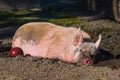 Fat sleepy pig in the mud Royalty Free Stock Photo