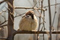 Fat sparrow sitting on tree branch Royalty Free Stock Photo