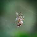 Fat spider has just caught its prey in a spider web Royalty Free Stock Photo