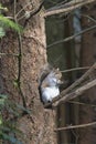 fat squirel sitting in a pine tree with a nut