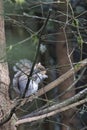 fat squirel sitting in a pine tree with a nut