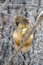 Fat Squirrel Royalty Free Stock Photo